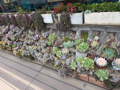 -野菌皇海景野生菌火锅(滨海大道店)