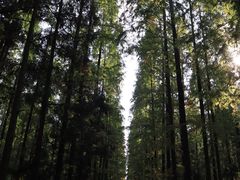 -东平国家森林公园