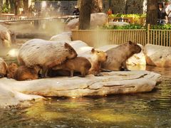 -北京野生动物园