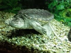 海航威斯汀红棉中餐厅-红棉中餐厅·广州海航威斯汀酒店