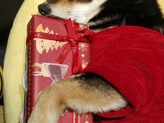 -逗柴咖啡屋·狗咖猫咖宠物桌游