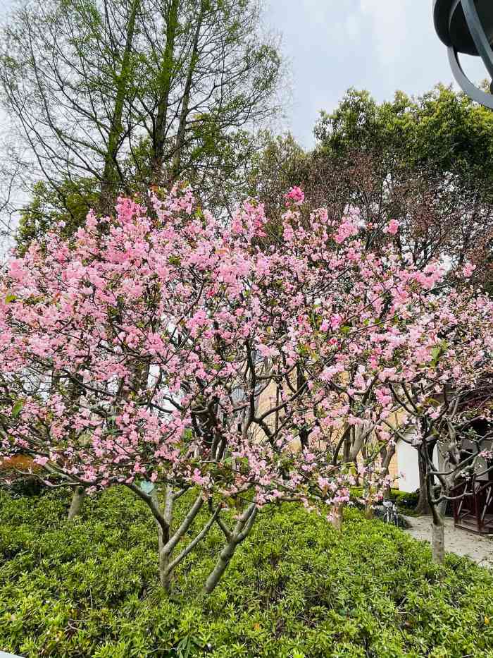 延虹绿地-"每天上下班会经过,绿地内绿化品种较多,小.