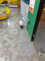 -神奇动物撸宠馆·羊驼·小浣熊·异宠(豫园店)