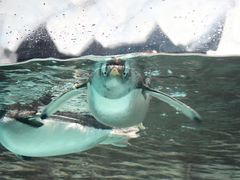-成都浩海立方海洋公园