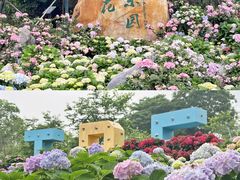 -天适樱花悠乐园