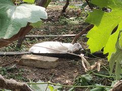 -庞各庄翠芳园西瓜蔬菜基地采摘园