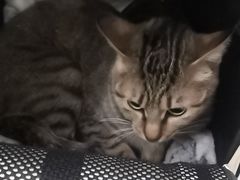 -瑞派罗医生宠物诊所(古镇分所)