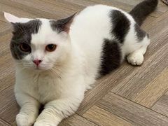 -酷豆宠物咖啡·宠物美食·撸猫馆