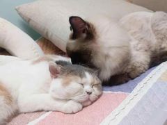-Bastet sally猫舍购宠(静安店)