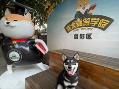 -柴犬高等学院·狗咖·柴犬售卖·宠物训练