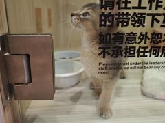 -屋虎猫馆(宝安大仟里店)
