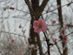 -桃花堤公园