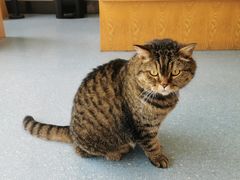-伟伟宠物医院·瑞派猫友好医院·猫科(光谷店)