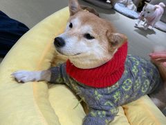 -逗柴咖啡屋·狗咖猫咖宠物桌游