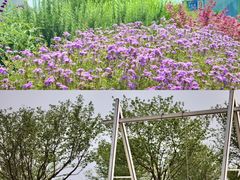 -空港花田景区