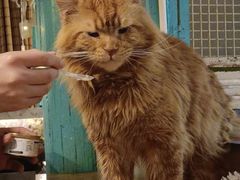 -猫小院猫主题咖啡厅(北锣店)