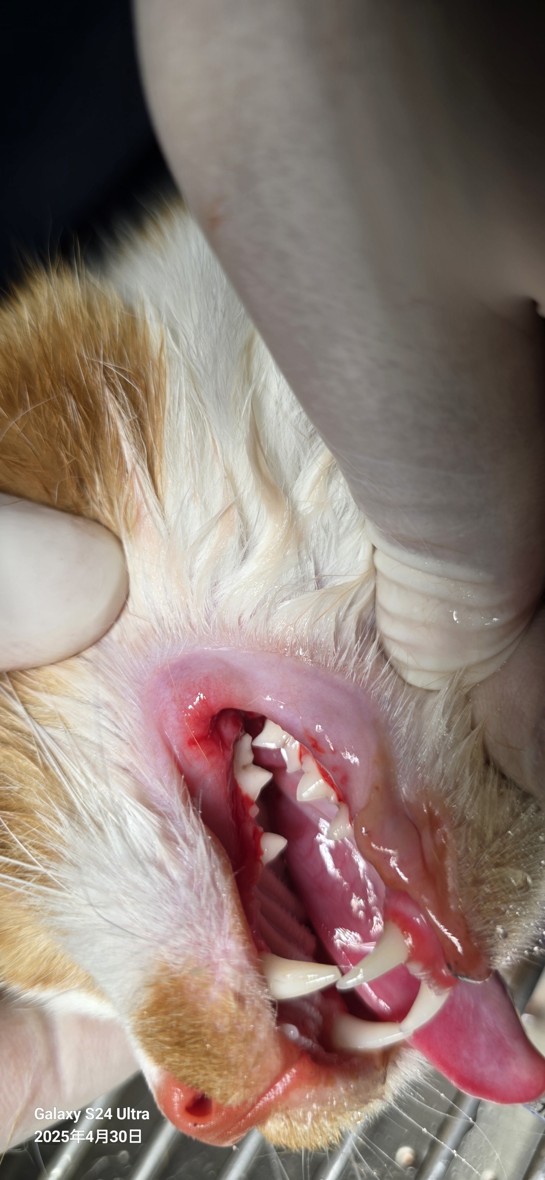 猫咪口炎 牙结石 牙龈炎