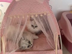 -糯米喵星人总部直营旗舰店·猫舍·幼猫出售