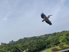 -深圳野生动物园