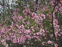 -杭州半山国家森林公园