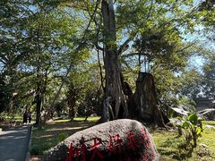-瑞丽独树成林风景区