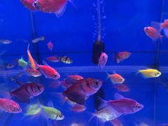 -顶特勒·黄鱼馆·特色菜(上海大世界店)