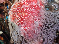 -盒马鲜生(红莲店)