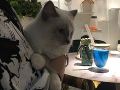 -喵喵咪呀布偶猫咖(春熙路店)