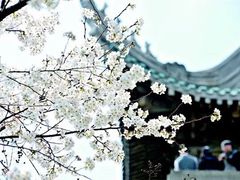 -武汉大学-樱园