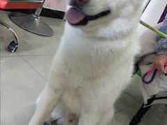 -喵百万·布偶·蓝金金渐层英短·猫舍(百子湾店)