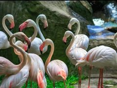 -吉隆坡雀鸟公园