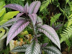 -国家植物园南园