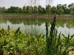-洨河生态公园
