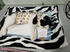-达爱动物医院·犬猫分区·CT·复杂眼科(远洋山水分院)