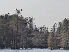-池杉湖湿地公园