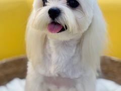 -翊宠yipet猫狗购宠庄园犬舍•猫舍