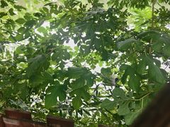 -静之湖湖畔餐厅