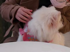 -怪兽屋·羊驼·猫咖·狗咖(俊华广场店)