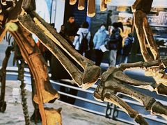 -国家自然博物馆