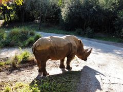 -奥兰多迪士尼动物王国乐园