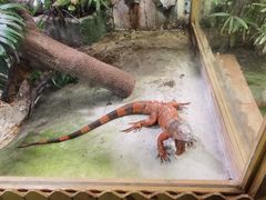 -上海大自然野生昆虫馆(东方明珠·爬宠昆虫探索中心)