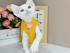 -小猫来了·猫舍(红山六九七九店)