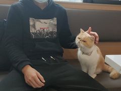 -喵园·猫主题咖啡厅·撸猫·猫咖(国贸店)