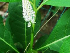 -素山寺森林公园