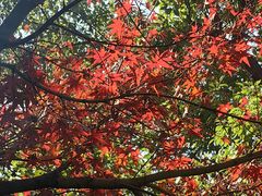 -杭州半山国家森林公园