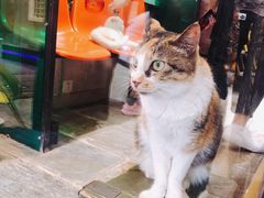 -猫咪博物馆(顶澳仔猫街店)