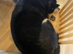 -柴の食堂·日式家庭料理·熊之肆(大学路店)