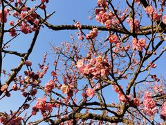 -梅花山(明孝陵内)