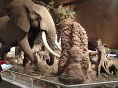 -贝林大翅鲸简餐厅(国家海洋博物馆店)