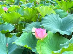 -梁鸿国家湿地公园